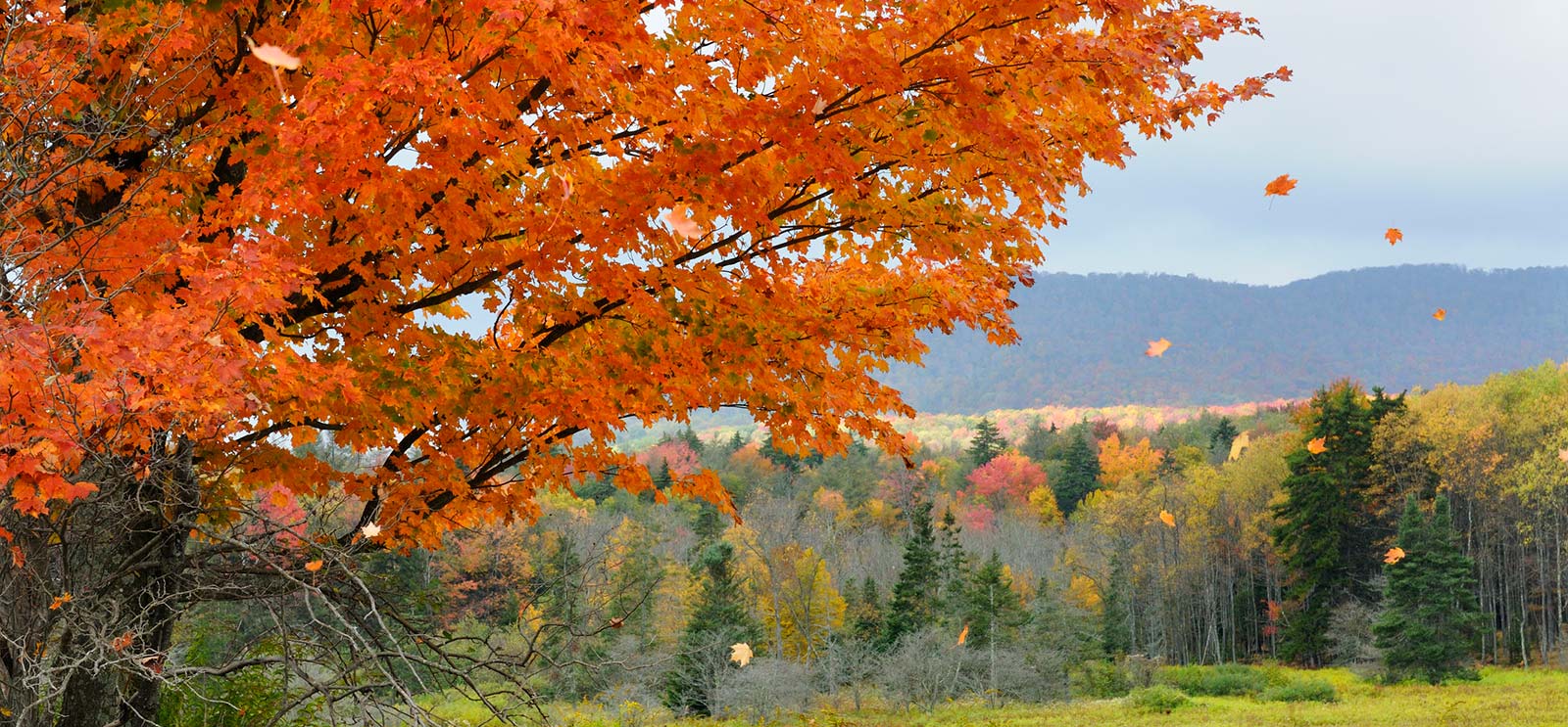 Landscape with trees in Maryland